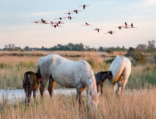 11 e 12 aprile: WEEKEND IN CAMARGUE