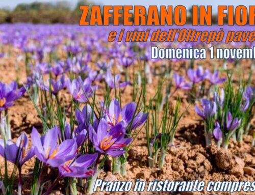 Domenica 1 novembre: ZAFFERANO IN FIORE
